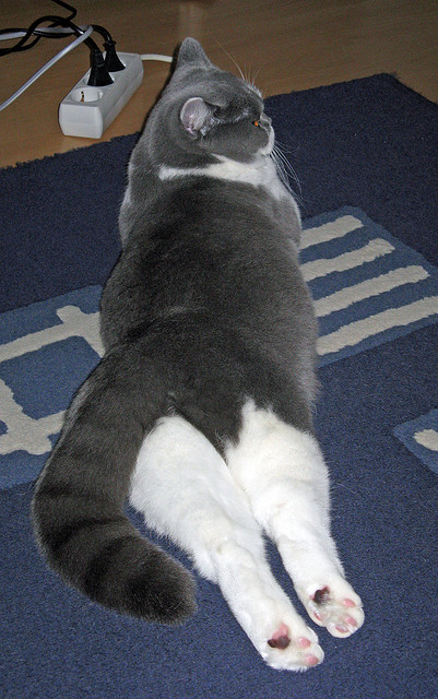 荣光的裂痕，当拉沃尔杯的华丽幻象在ATP总决赛铁血竞技前黯然褪色