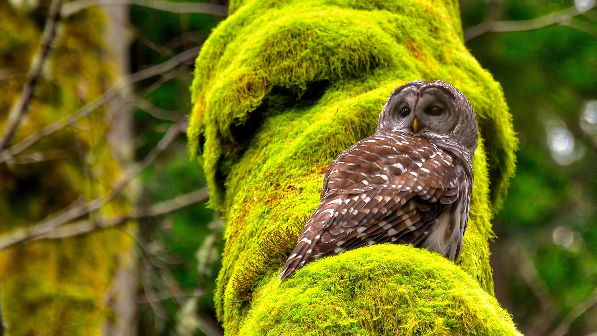 当巴伐利亚的风吹过西非草原,拜仁的横扫与若日尼奥的惊艳革命