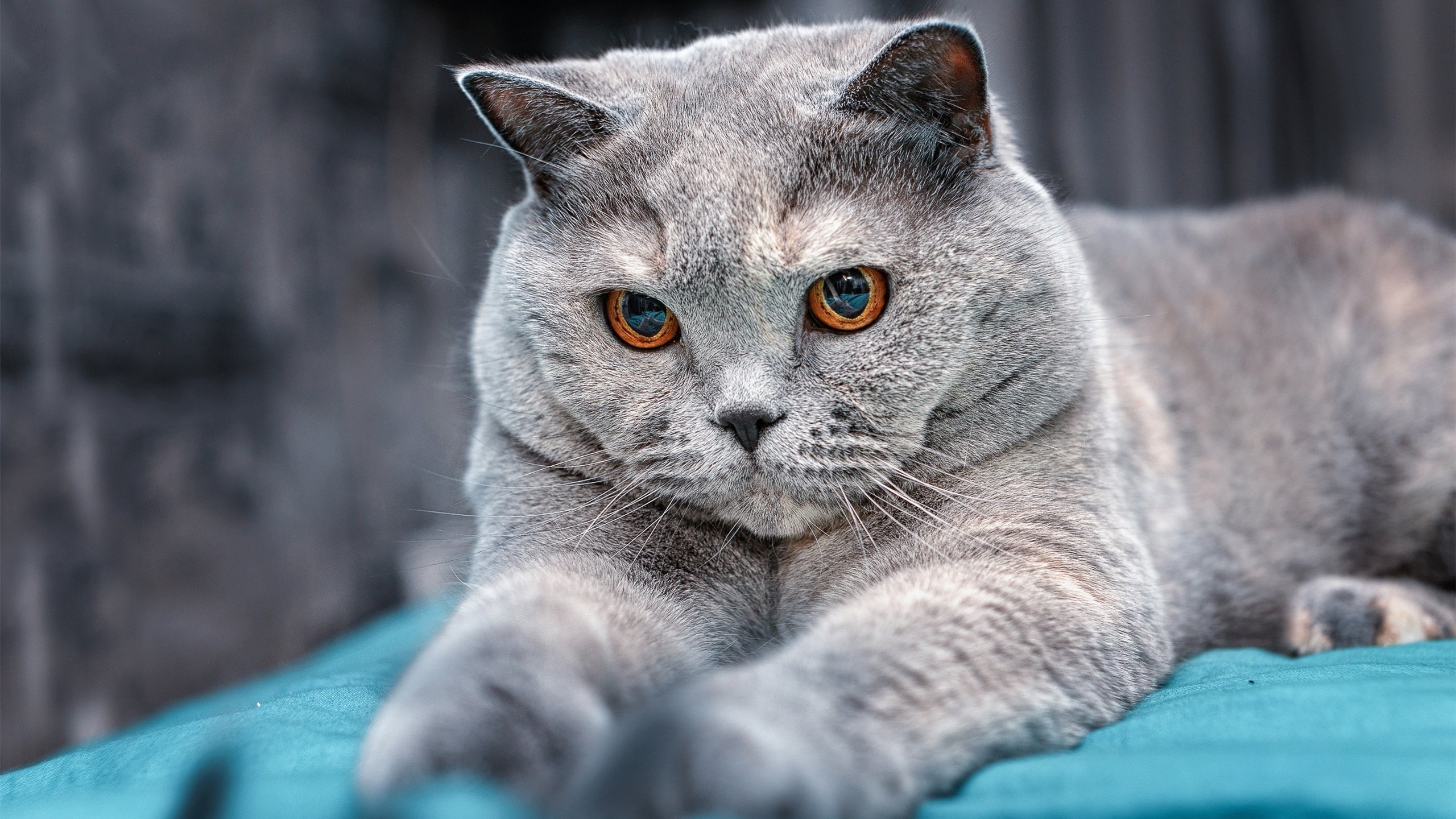 球王熔炉的淬炼，总决赛如何炼化西西帕斯，法网红土只留下他的神迹