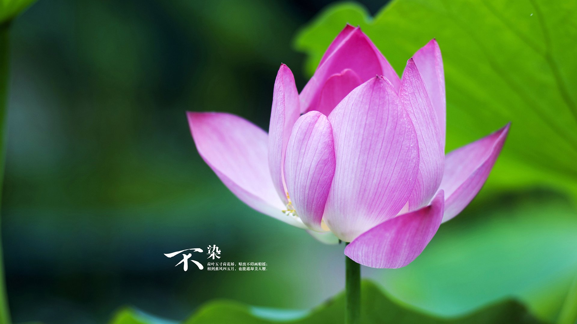 视觉欺骗，看莱比锡如何完成不可能的土耳其翻盘