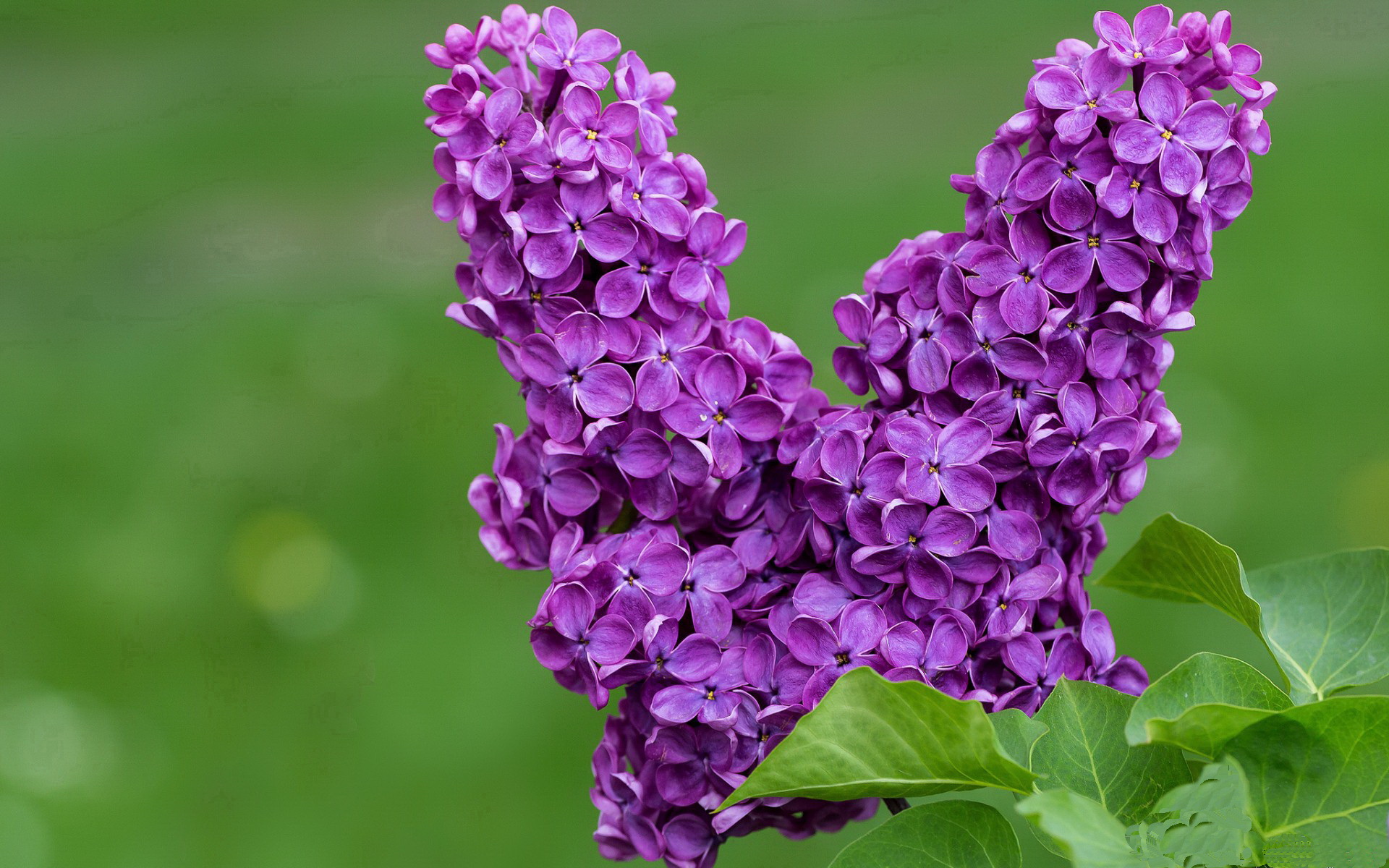 平行宇宙的逆转，威廉姆斯爆冷夜与汉密尔顿的永恒光芒