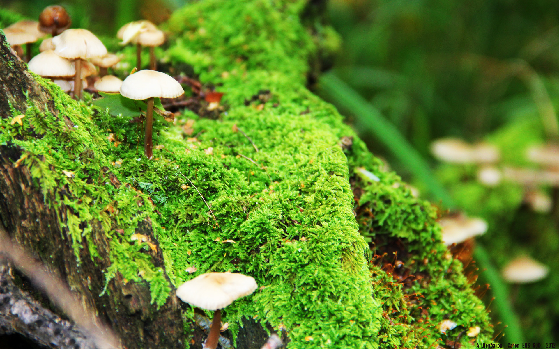 天使之翼从不惧怕逆风