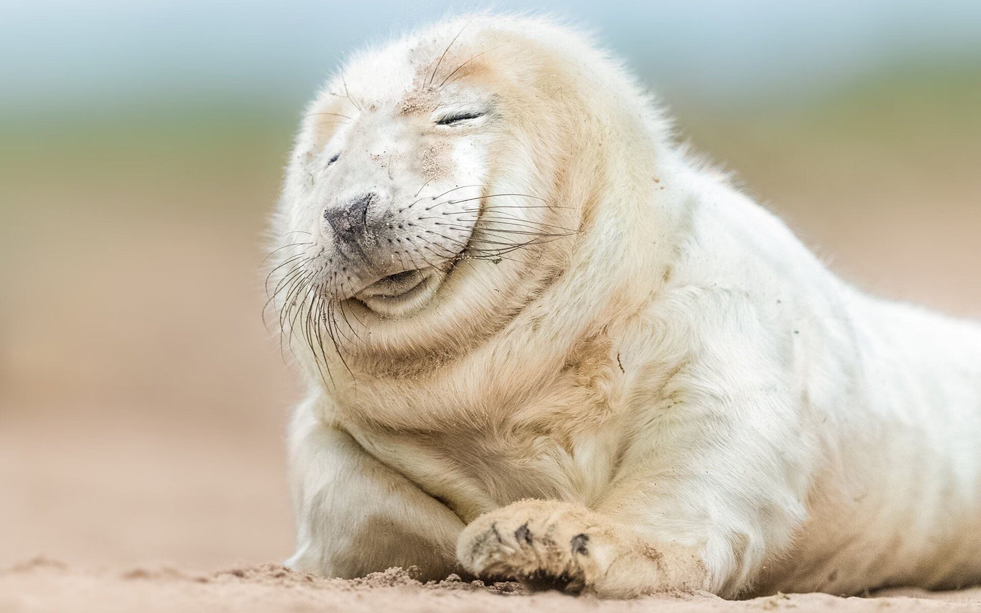 当月光穿透黄黑之墙，沙特足球的破晓之战