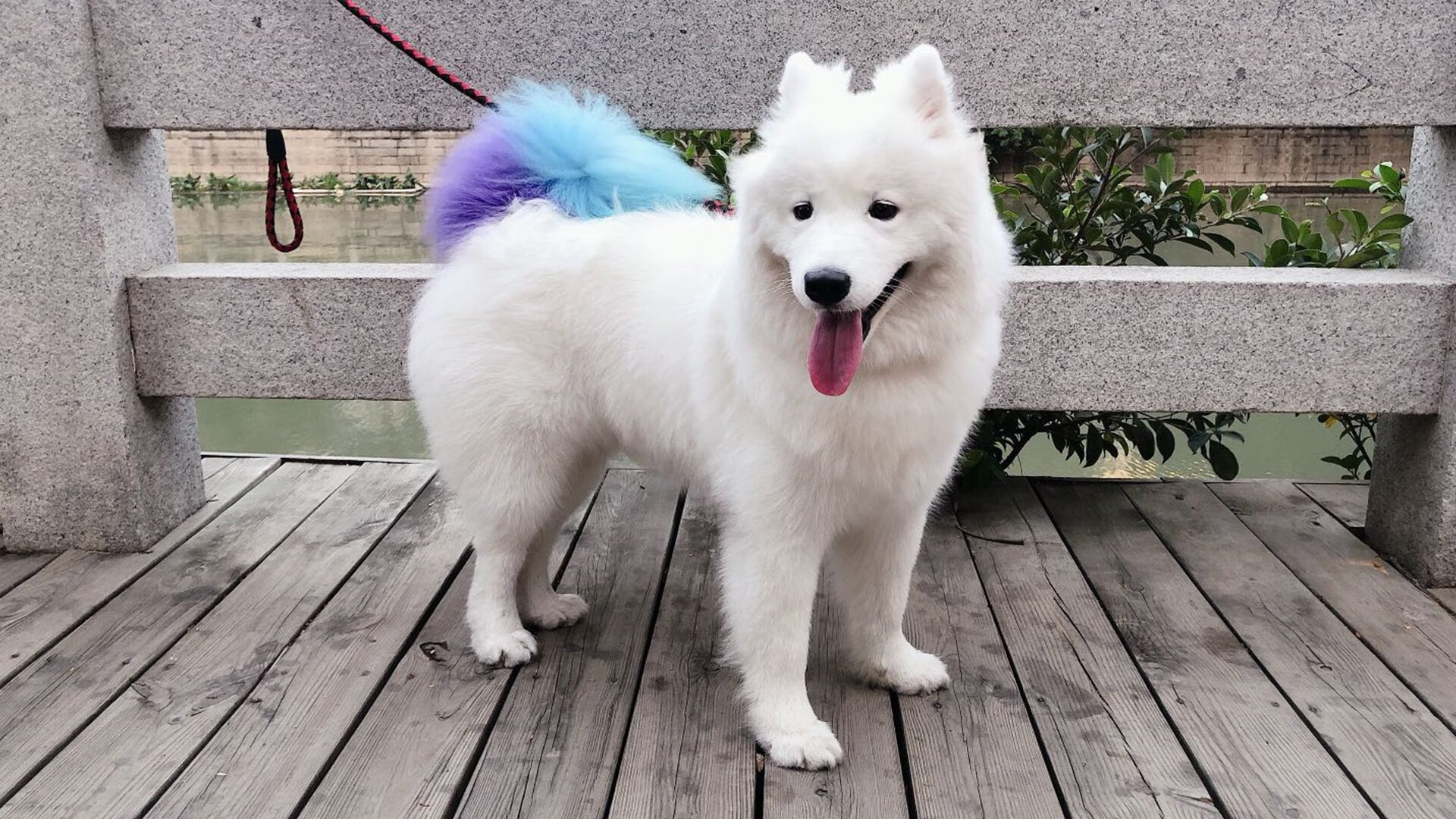 当森林狼咬碎爵士，武切维奇在欧洲接管比赛，赢下世界的方式