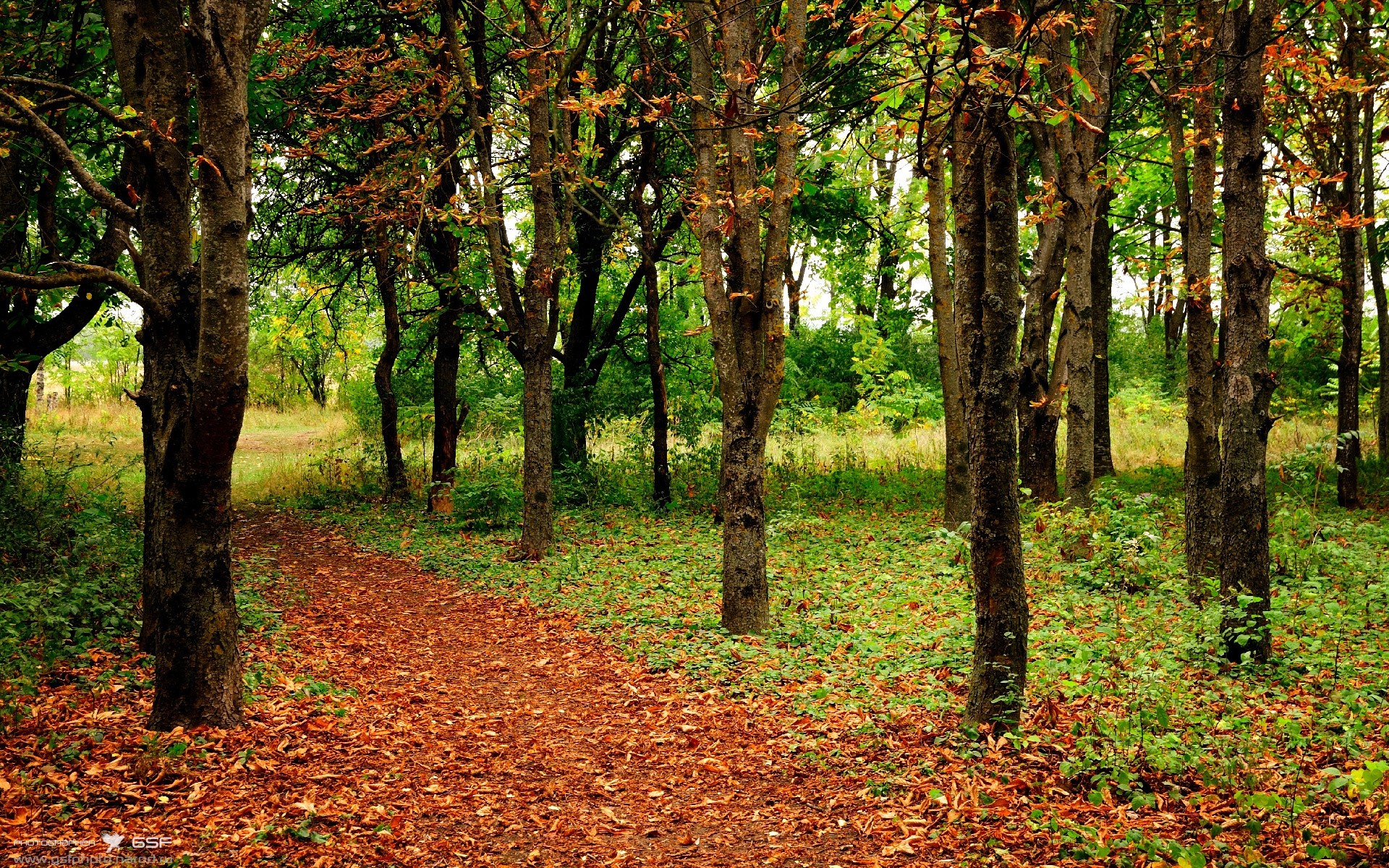当森林狼咬碎爵士，武切维奇在欧洲接管比赛，赢下世界的方式