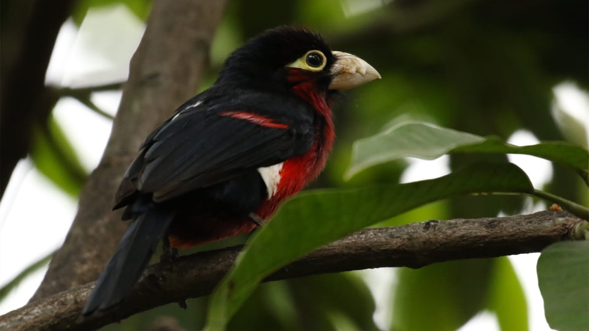 时空折叠的两端，2023的广厦绝杀与2026的马克西时刻