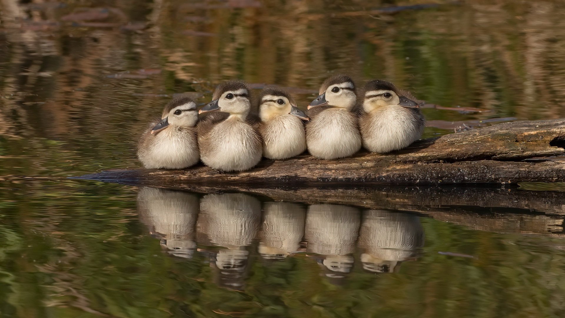 冰岛冰封哥斯达黎加，格纳布里数据风暴席卷欧洲，足球世界里的冰与火之歌
