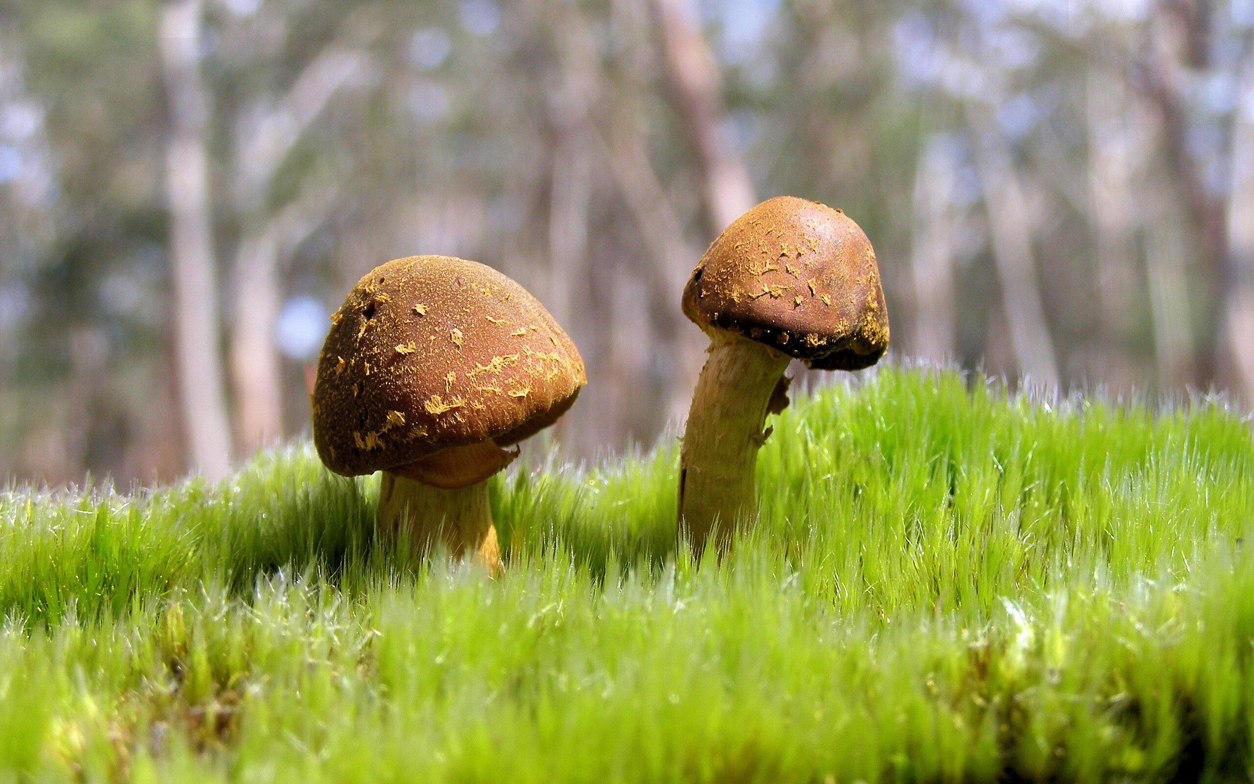 拉梅洛，国家德比的暗夜诗人