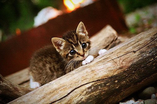 末节风暴！拉亚三拒单刀，西班牙终场前扼杀挪威奇迹