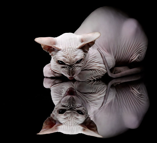 世界排名争夺战之夜,聚光灯下,福登闪耀决定性时刻